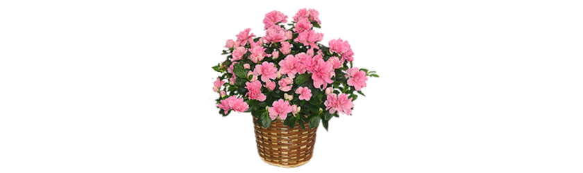 Flowers Basket