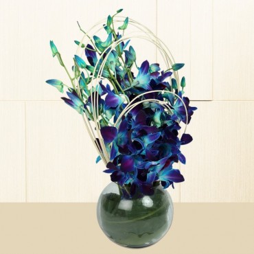 Blue Orchids Bunch 