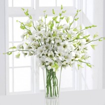 6 White Orchids in a Vase 